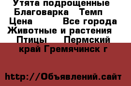 Утята подрощенные “Благоварка“,“Темп“ › Цена ­ 100 - Все города Животные и растения » Птицы   . Пермский край,Гремячинск г.